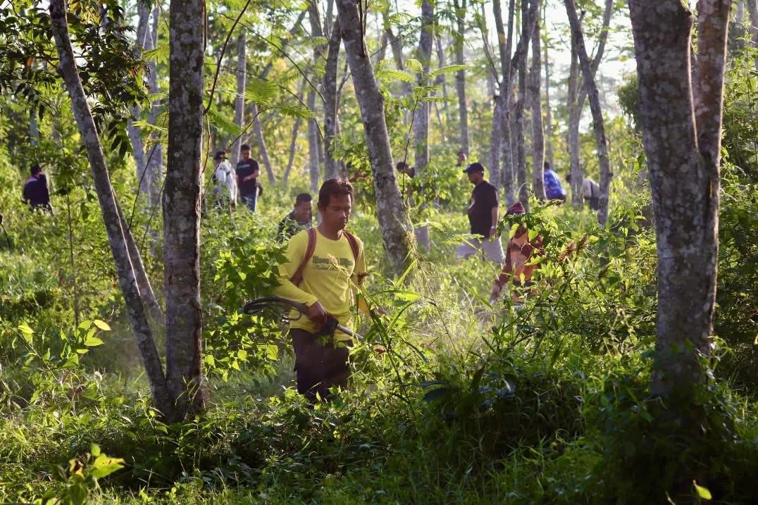 Dinas Kehutanan Kalsel Lakukan Pemeliharaan Tanaman Mersawa di Areal Forest City