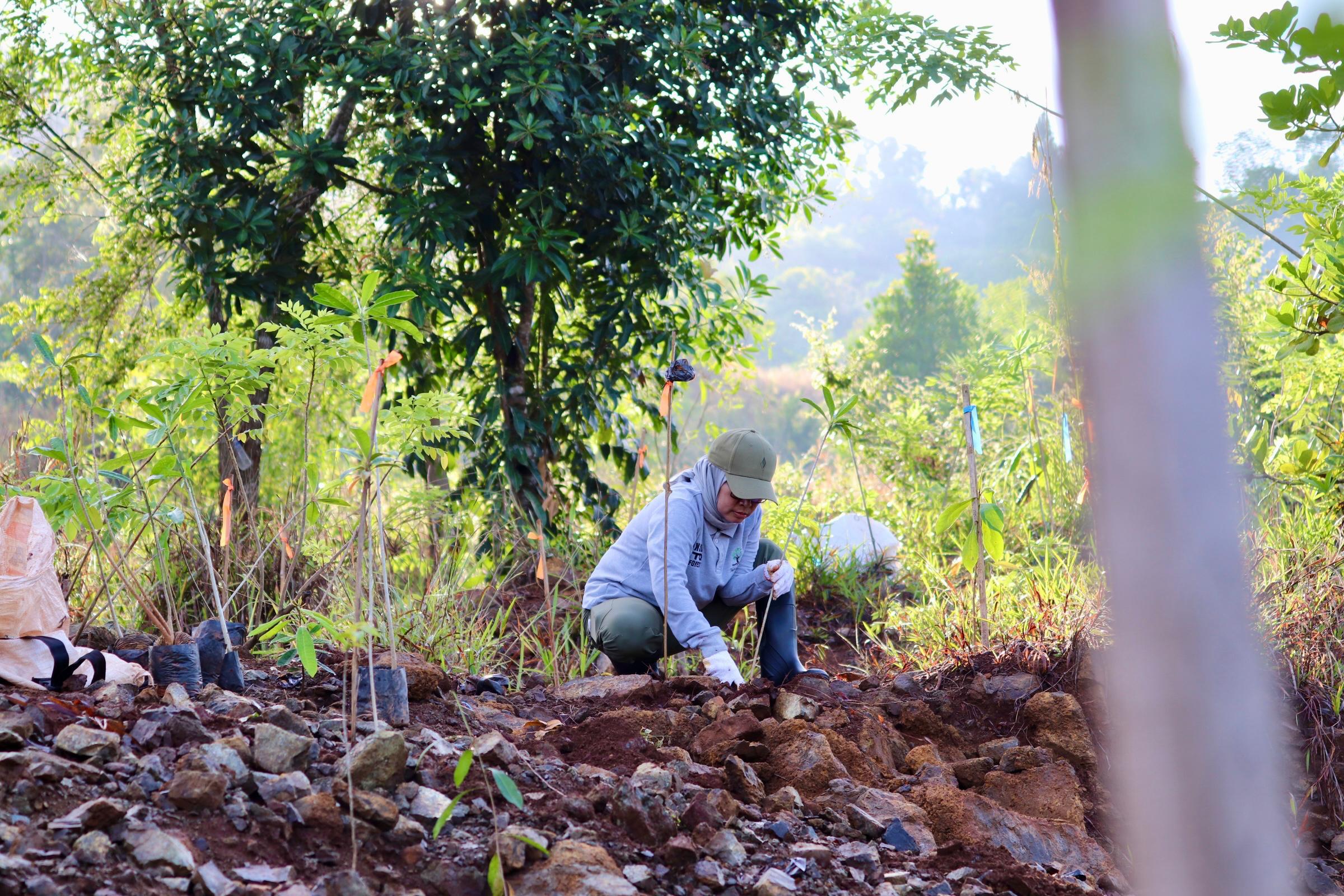 Dinas Kehutanan Kalsel Laksanakan Penanaman 1.500 Bibit di Kawasan Tahura Sultan Adam